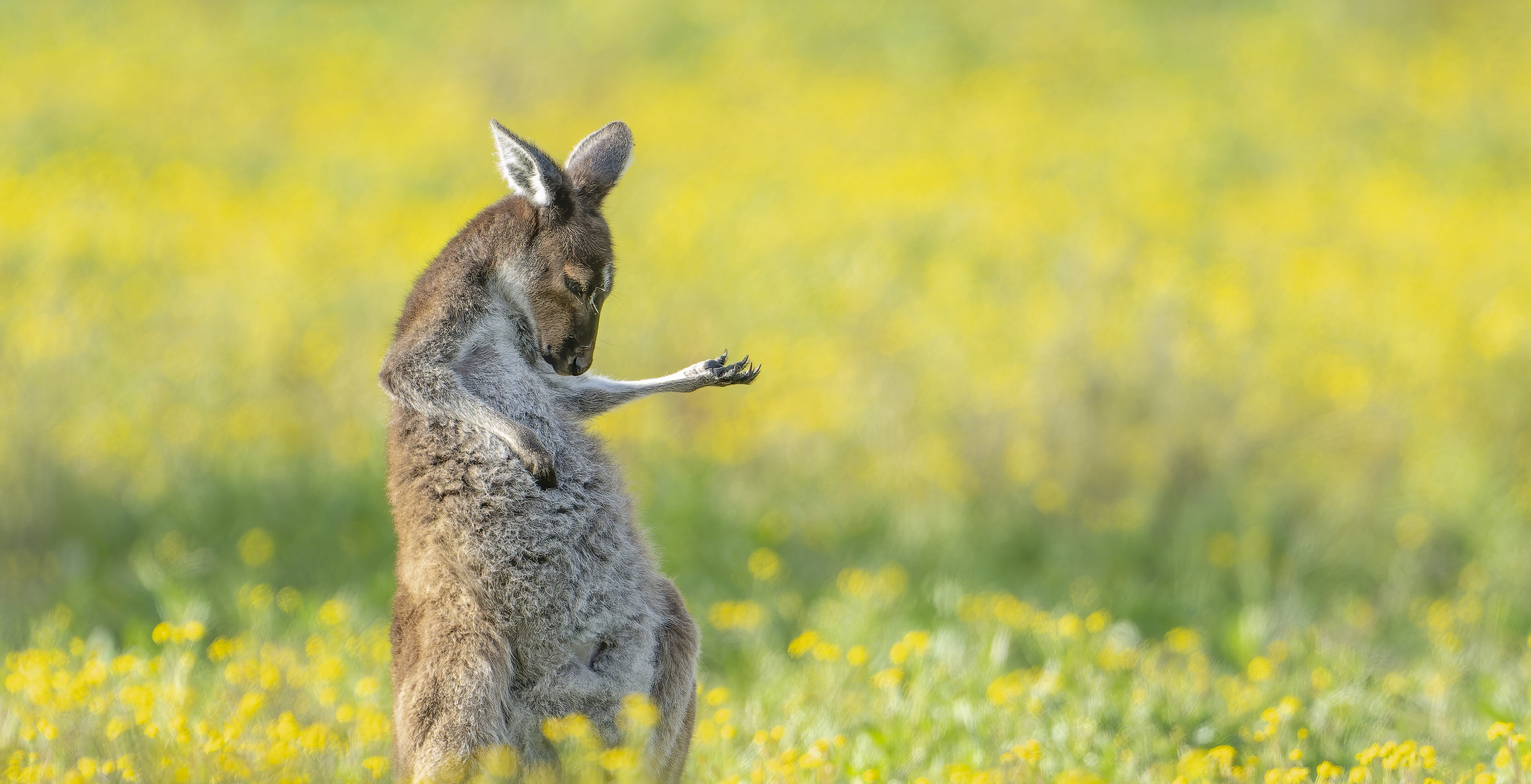 ‘Kangoeroe op luchtgitaar’? Dit zijn de leukste en grappigste dierenfoto’s van 2023