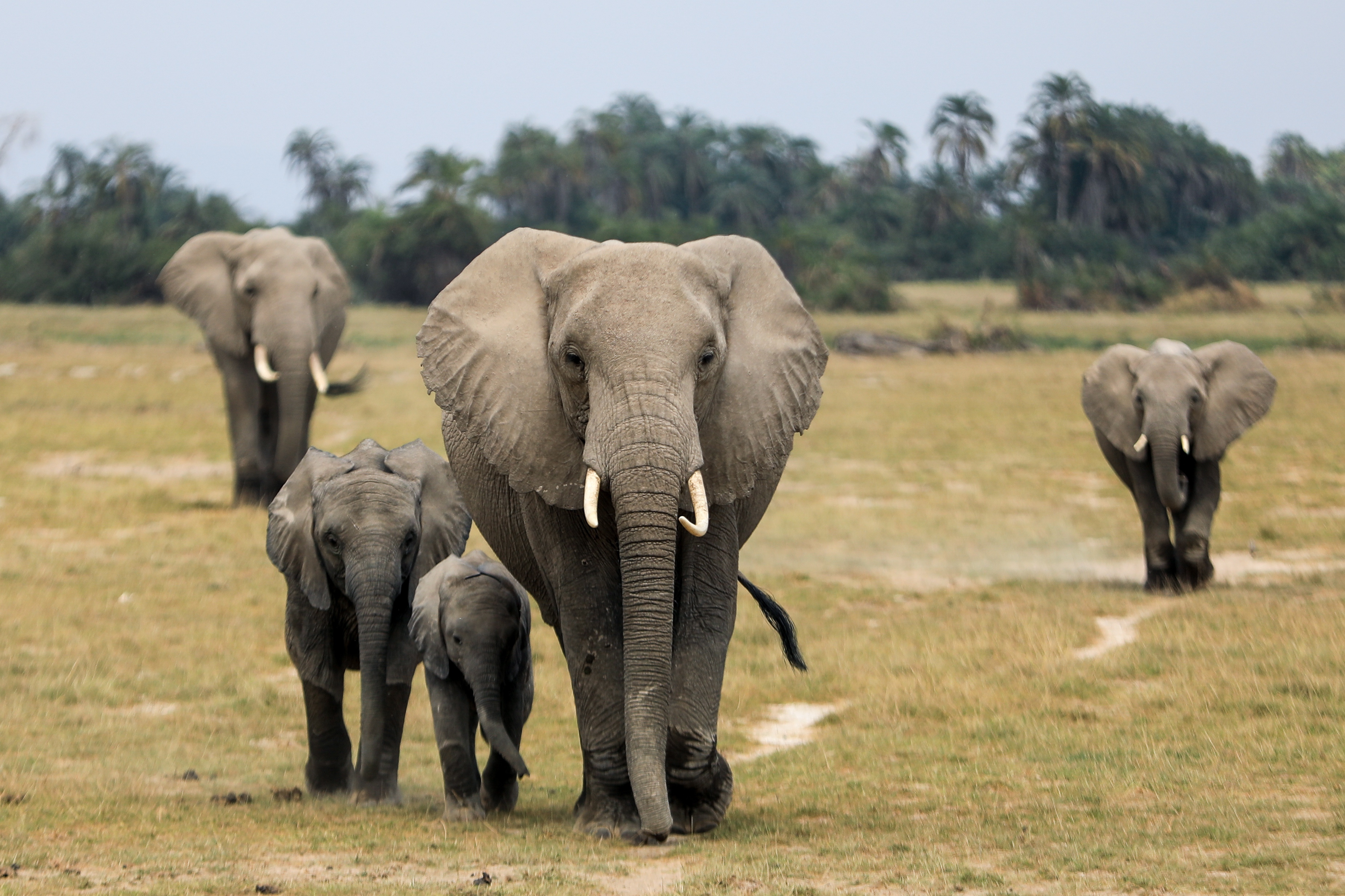Zeer zeldzaam: olifant bevalt van tweeling in natuurpark in Kenia
