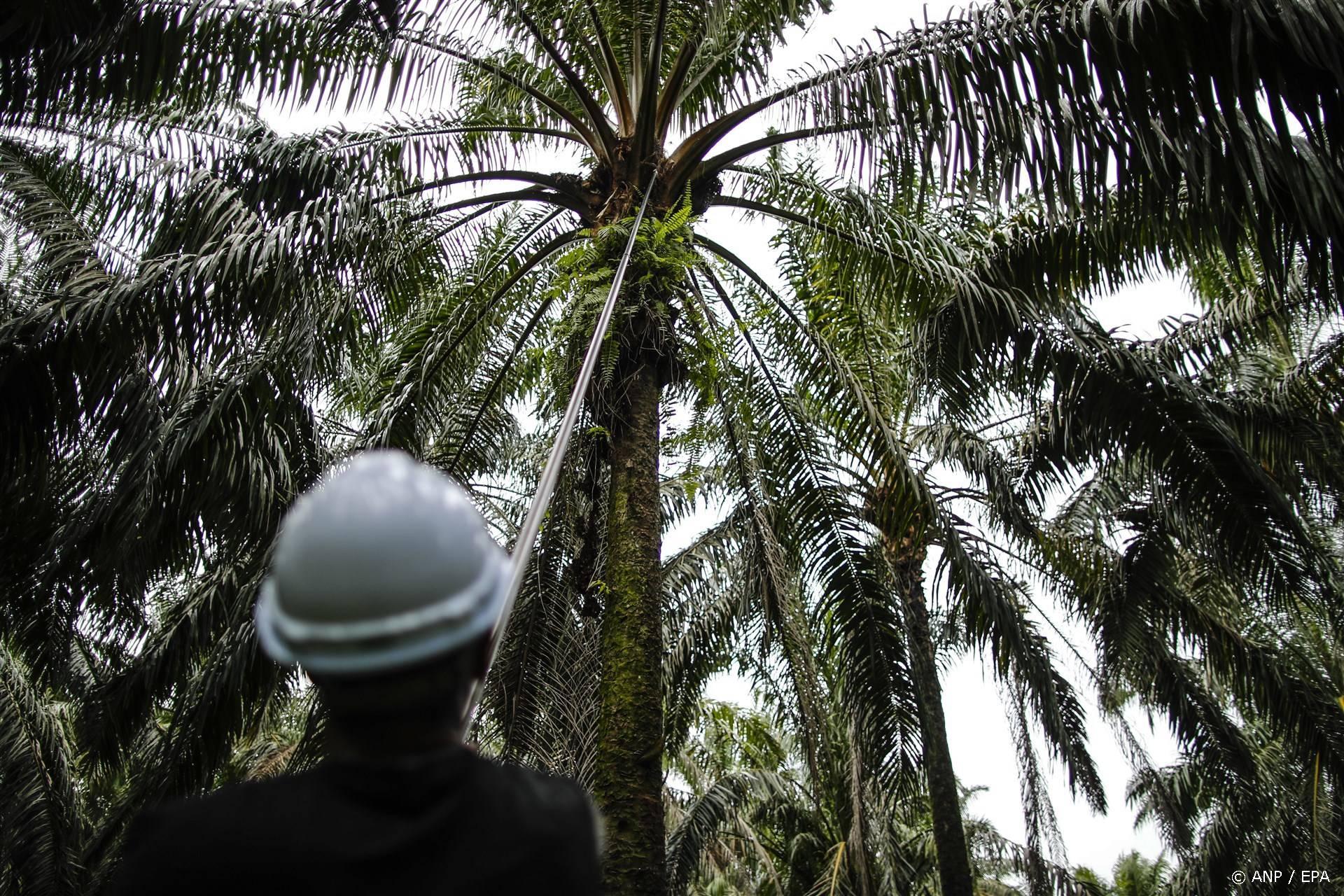 epaselect epa10772893 A worker collects palm fruits at a palm oil plantation in Sabak Bernam, Selangor, Malaysia, 21 July 2023 (issued 28 July 2023). Malaysia and Indonesia, the world's largest palm oil exporters, have launched a diplomatic campaign against the European Union's (EU) anti-deforestation regulation, arguing that they already have their own guarantee systems to prevent forest loss and fearing that exports to the EU will continue to decline due to the regulation. Palm oil, a versatile and inexpensive product used in a wide range of goods, has long been linked to deforestation in Malaysia and Indonesia, both accounting for 85 percent of global palm oil exports while the EU is the third-largest importer of the commodity from these countries  EPA/FAZRY ISMAIL  ATTENTION: This Image is part of a PHOTO SET