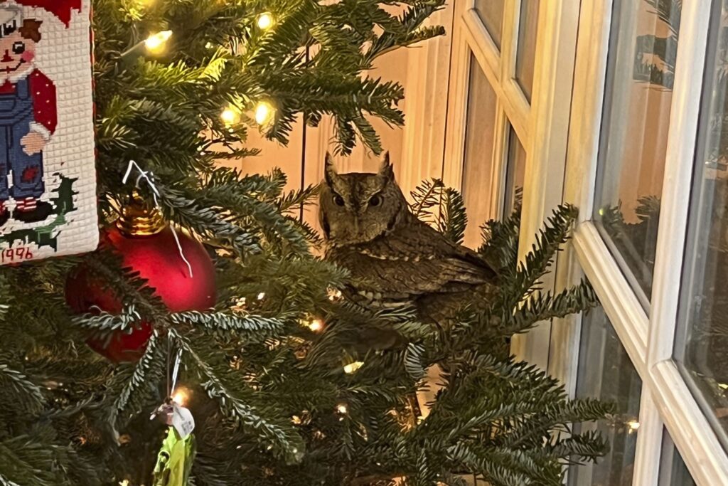 An American family finds a live owl in the Christmas tree