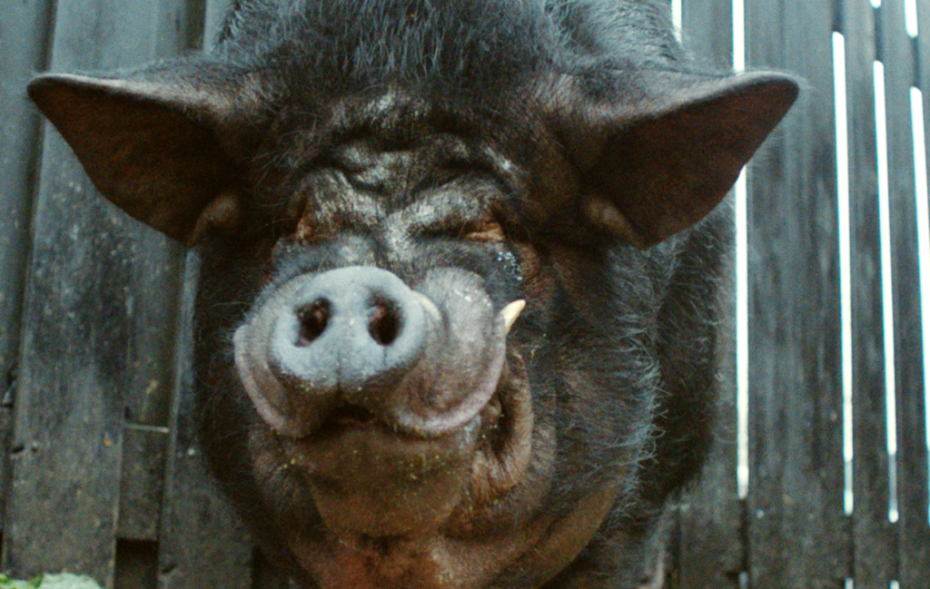 The family thought they would buy Nelson the sweet piglet, but he grew to 500 kilograms