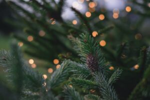 kerstboom, boom, herplanten, duurzaamheid