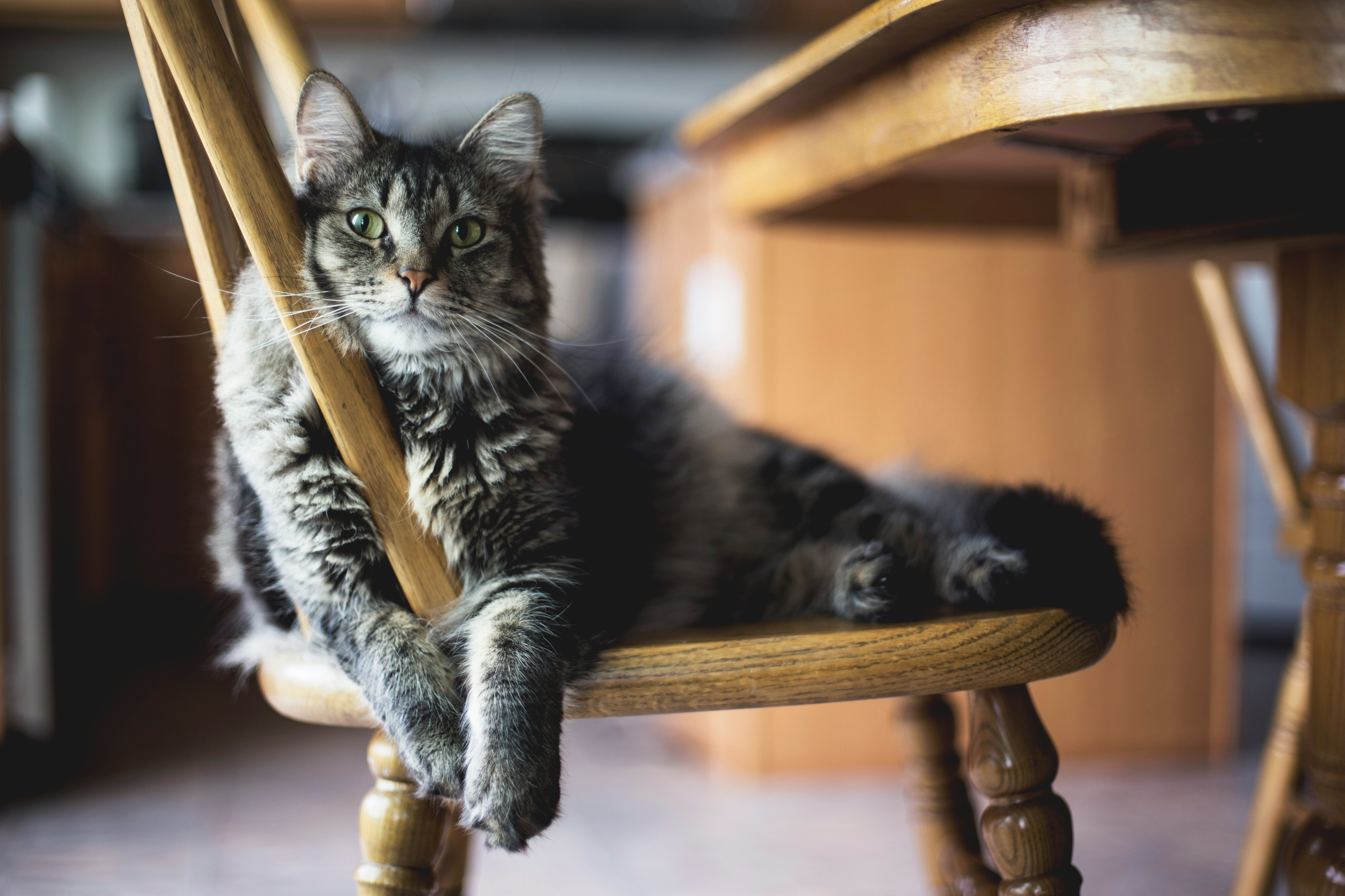 Badr Harig, Peuk en Döner: dit zijn de grappigste en populairste kattennamen van 2023