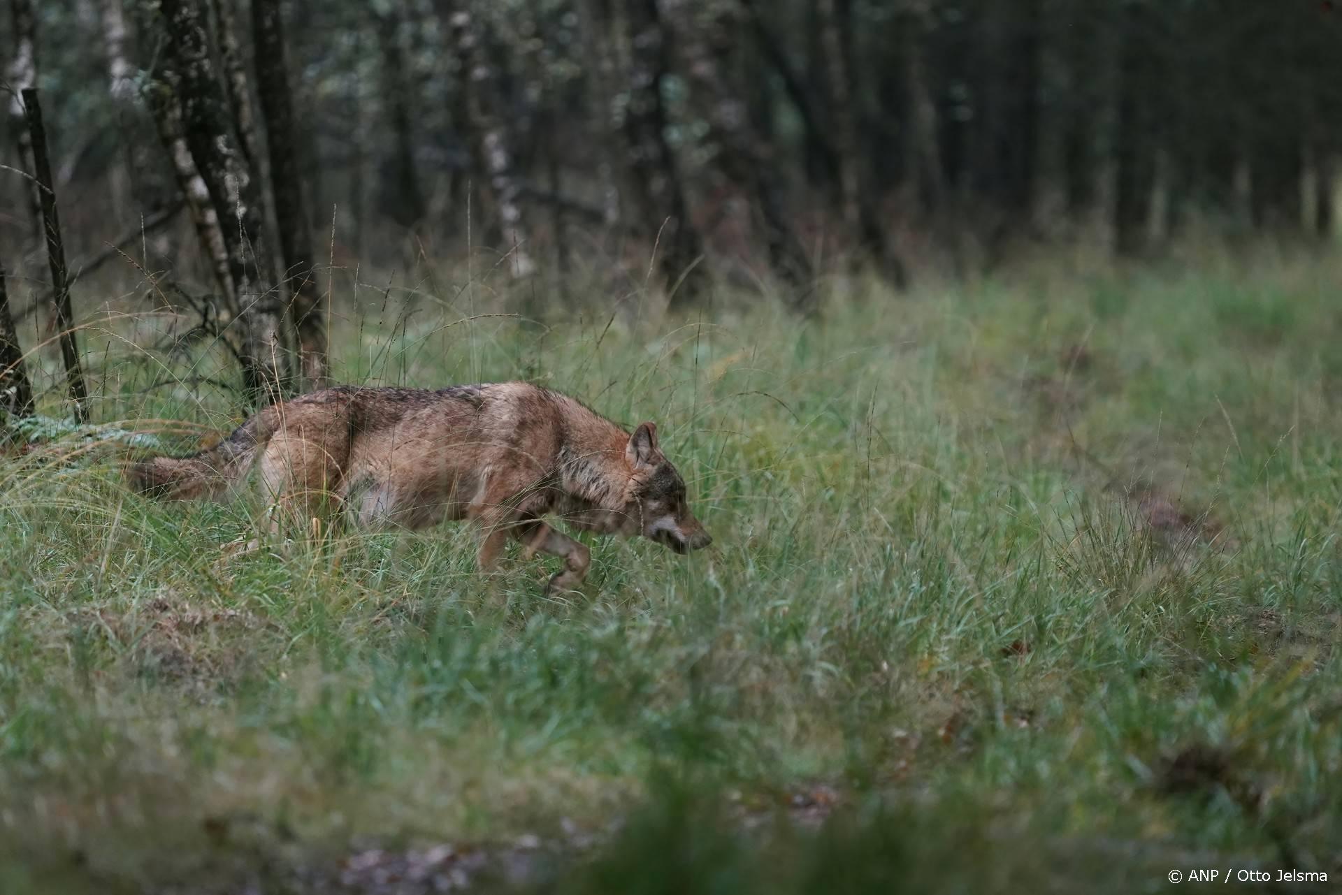 VELUWE - Een wolf op de Veluwe, vastgelegd door natuurfotograaf Otto Jelsma. De hobbyfotograaf kwam een zeldzame roedel met vijf wolven tegen tijdens een wandeling op de Veluwe. Wolven laten zich in Nederland bijna nooit zien in groepsverband. ANP OTTO JELSMA