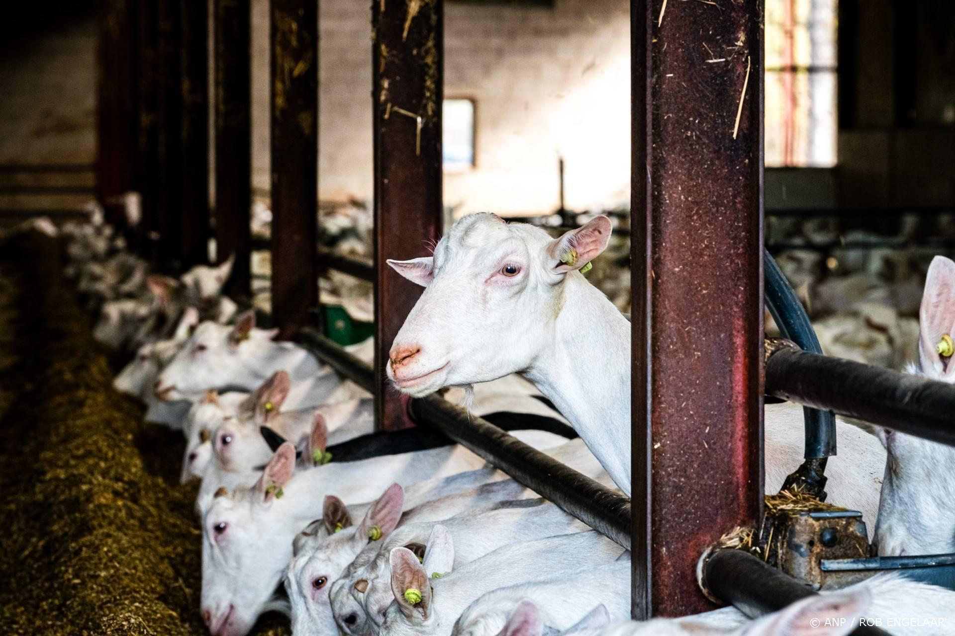 OIRSCHOT - Geiten in een melkgeitenhouderij. Het aantal melkgeiten en de schaalvergroting in de melkgeitenhouderij blijft toenemen, blijkt uit de landbouwtelling van het Centraal Bureau voor de Statistiek (CBS). ANP ROB ENGELAAR