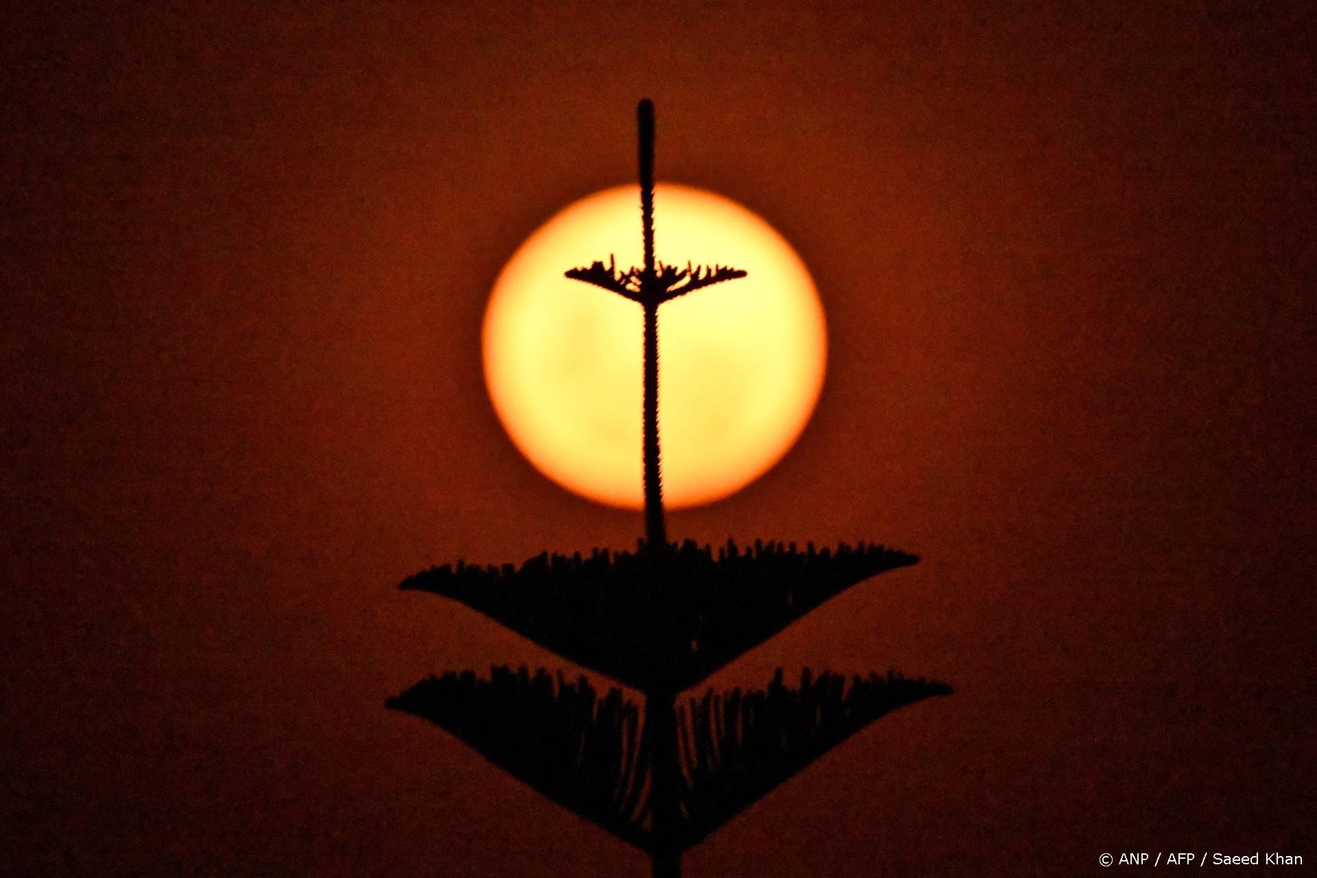 A tree is silhouetted against the last supermoon of the year, also called the